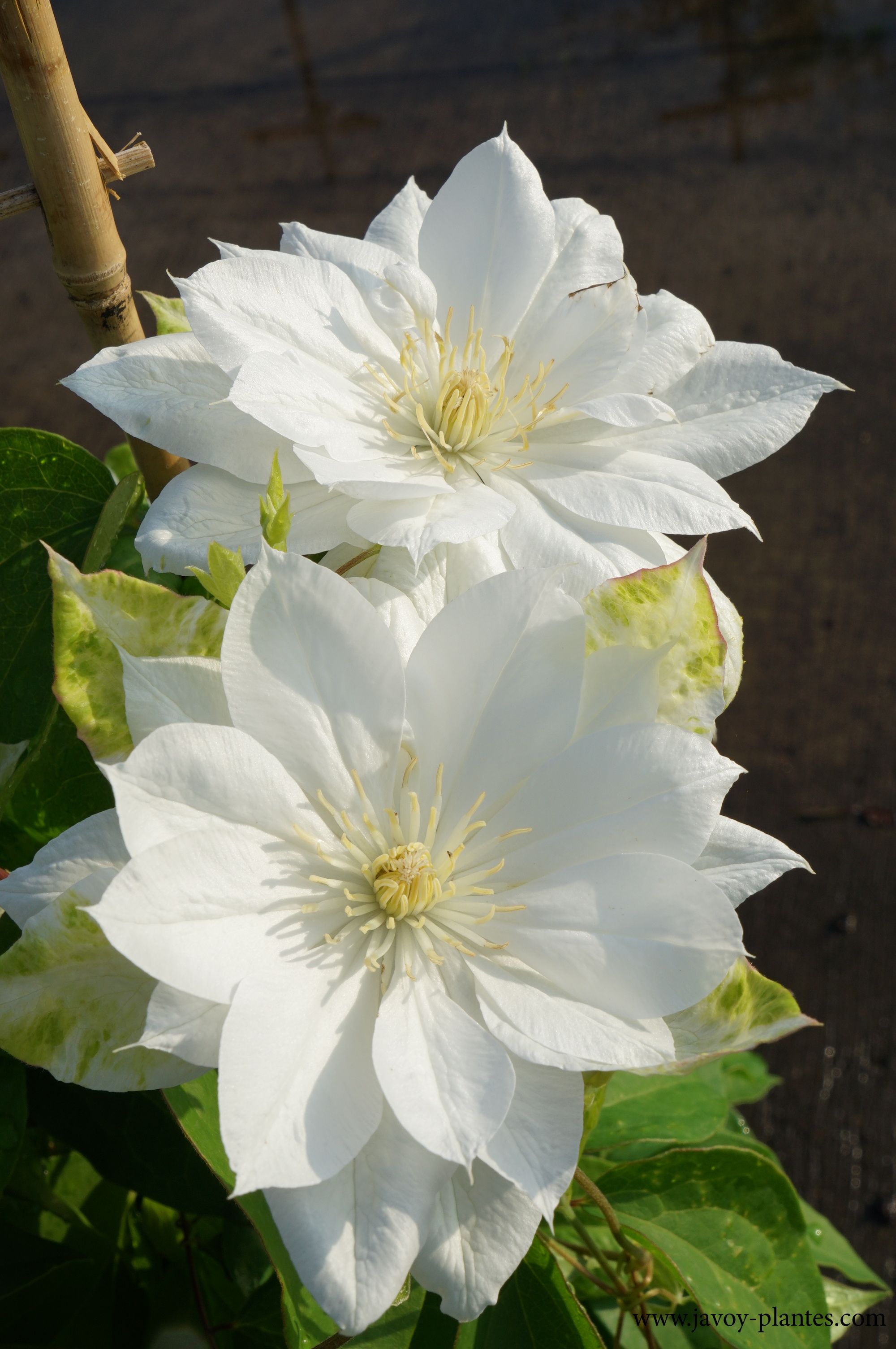 Clematis 'Duchess of Edinburgh'